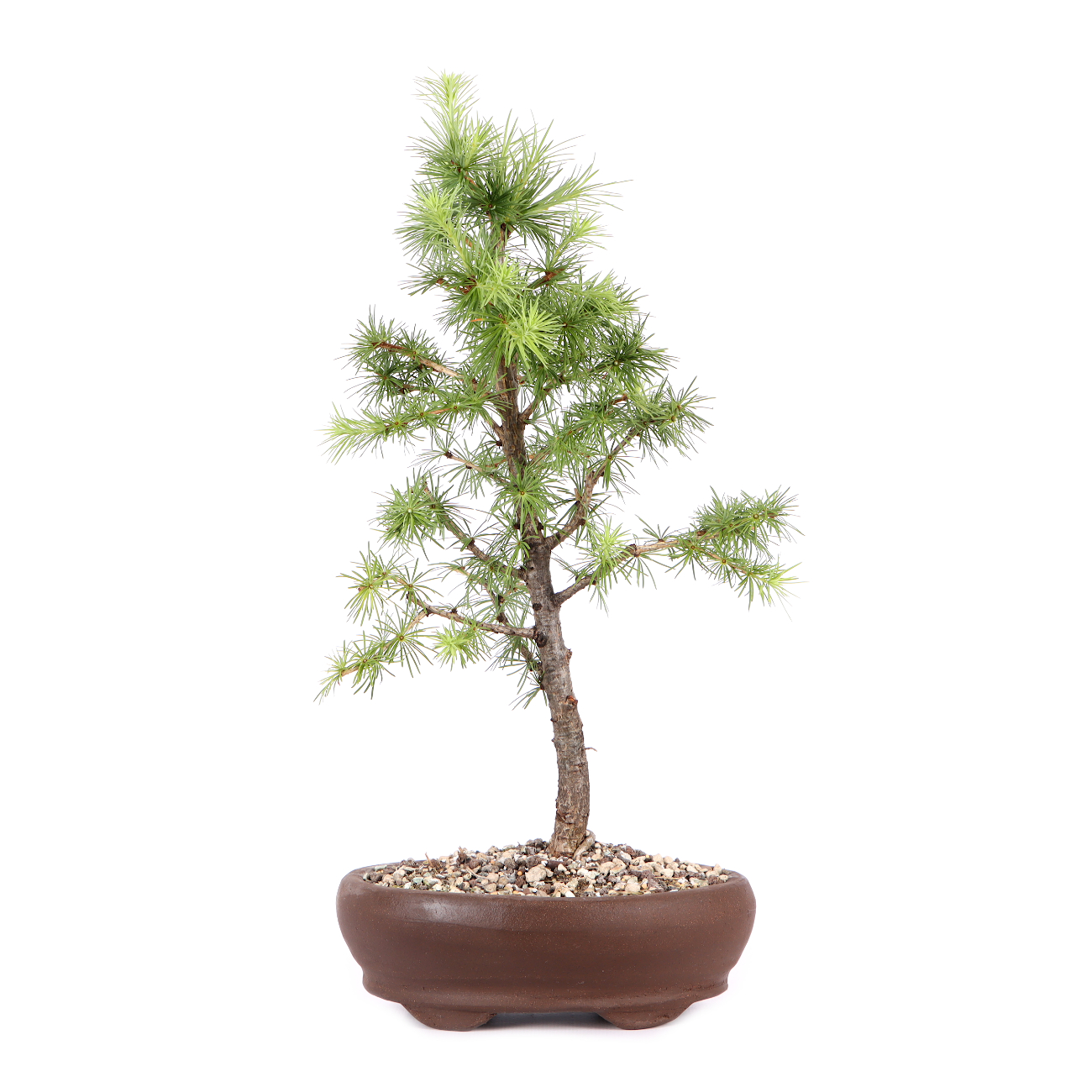 Larix kaempferi