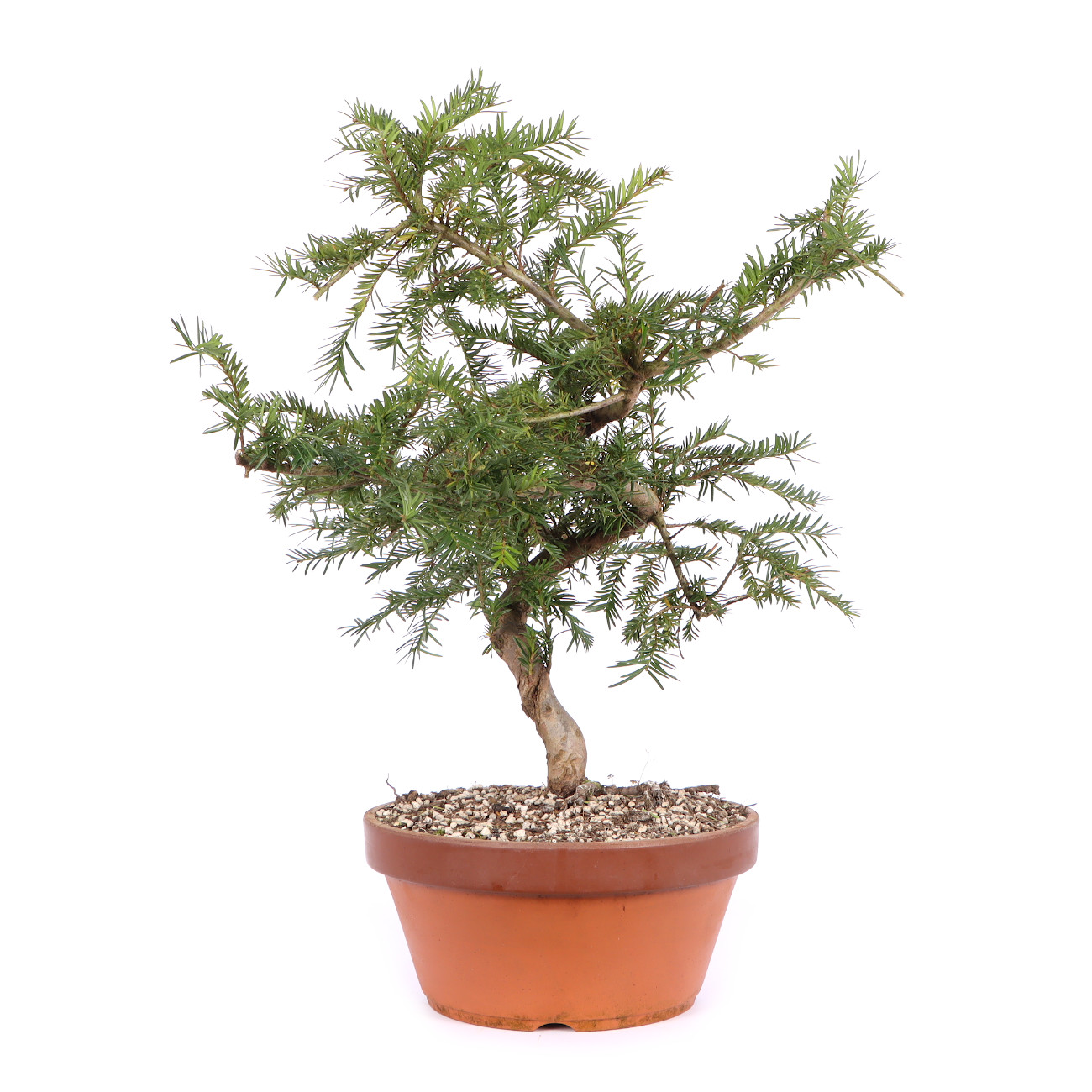 Seitenansicht rechts