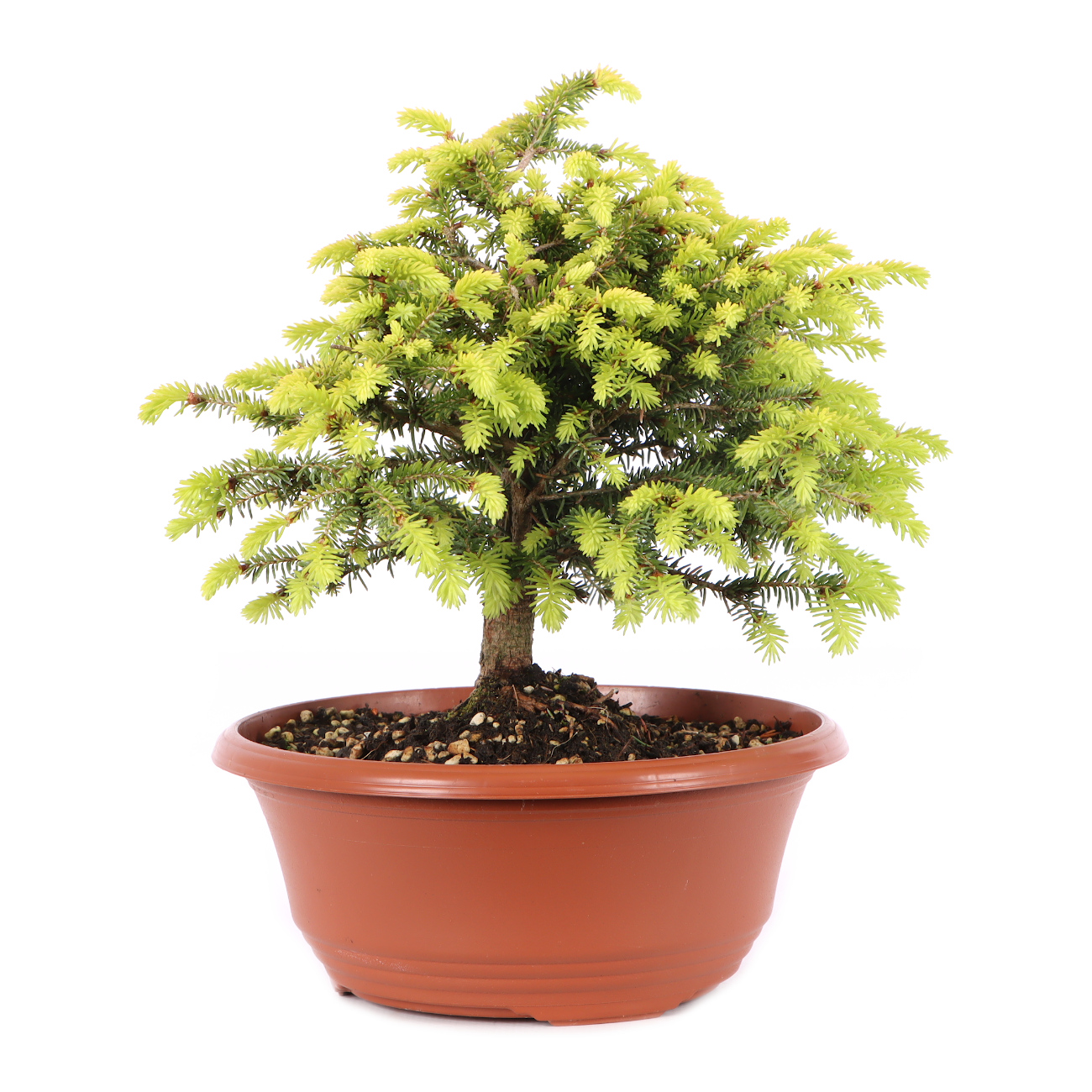 Picea abies 'Nidiformis'
