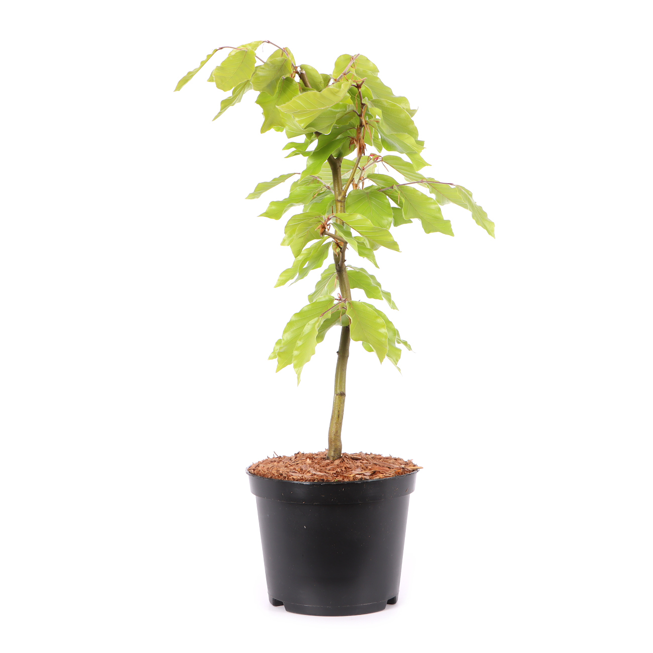 Fagus sylvatica