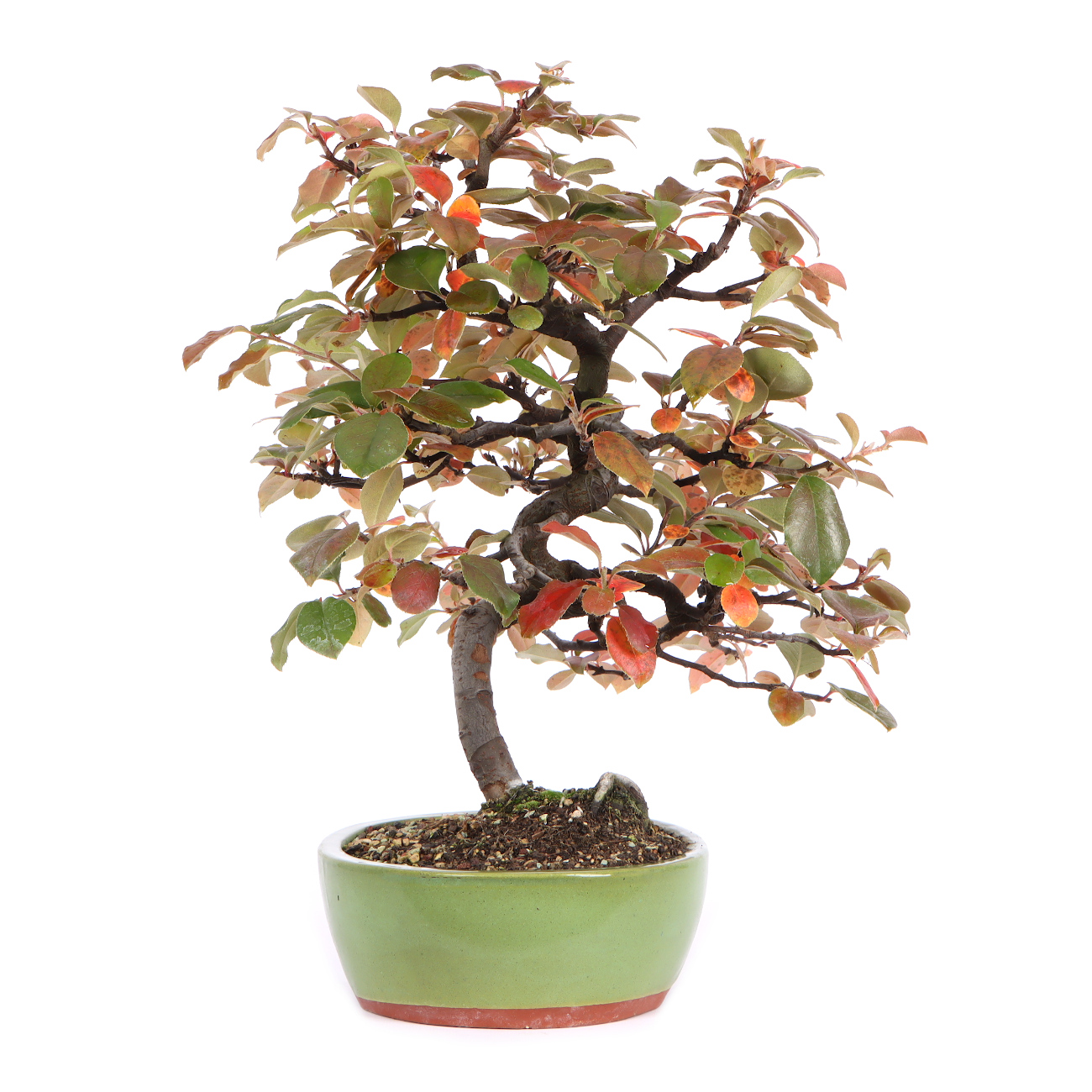 Seitenansicht rechts