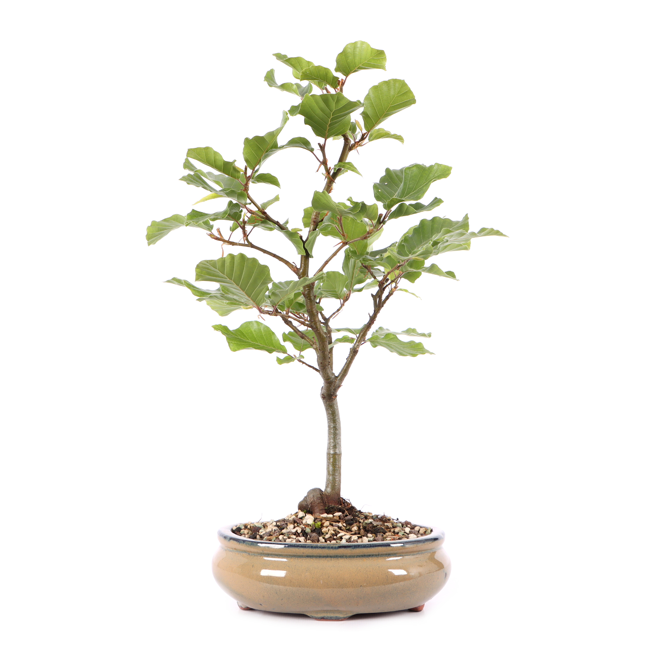 Fagus sylvatica