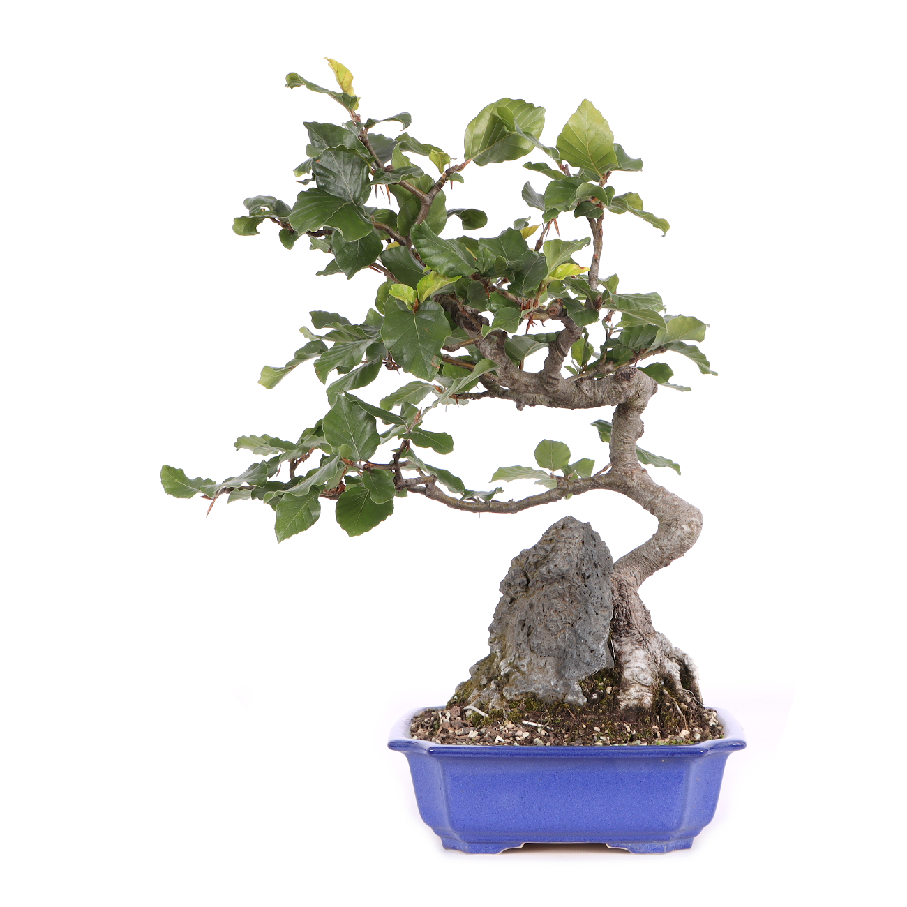 Fagus sylvatica