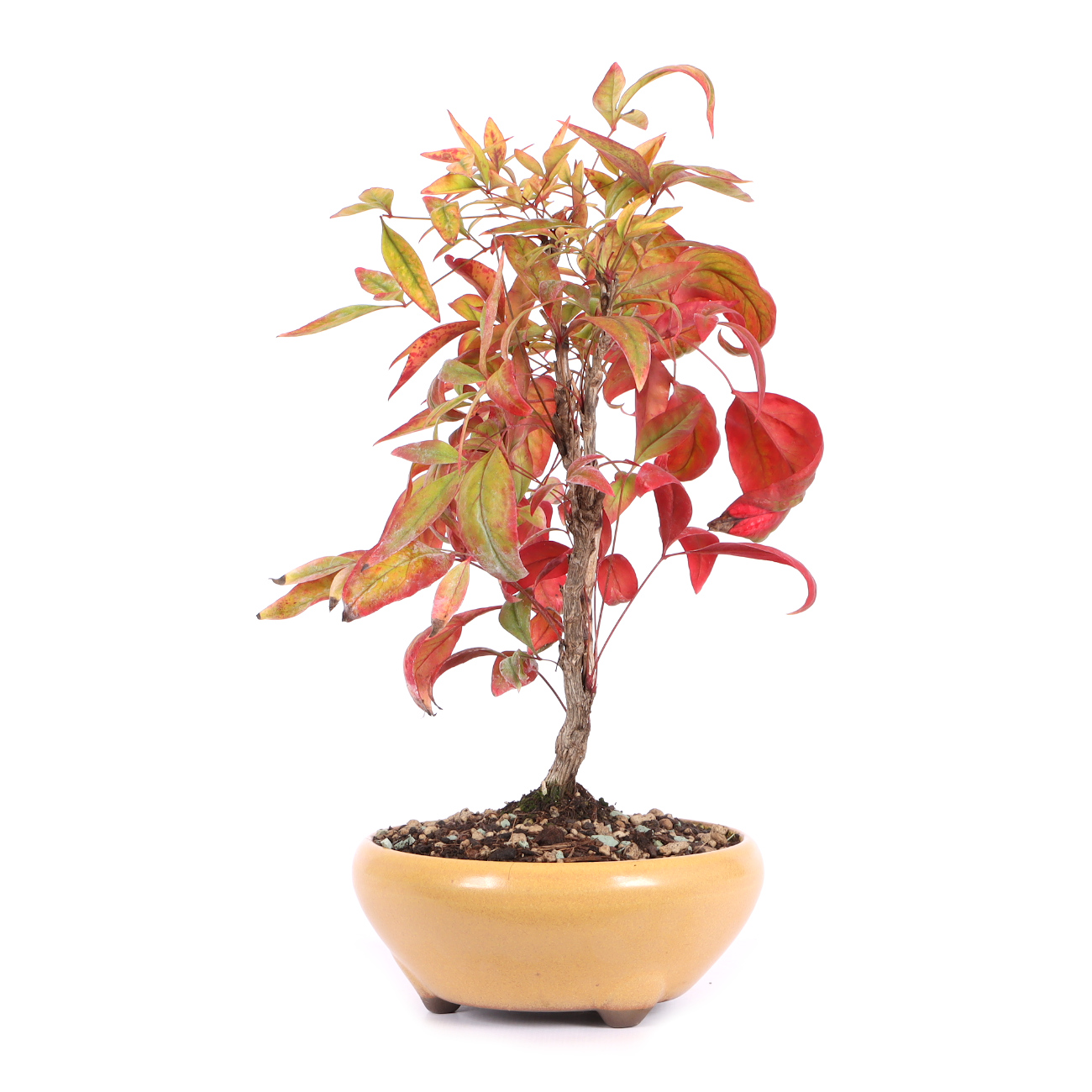 Seitenansicht rechts