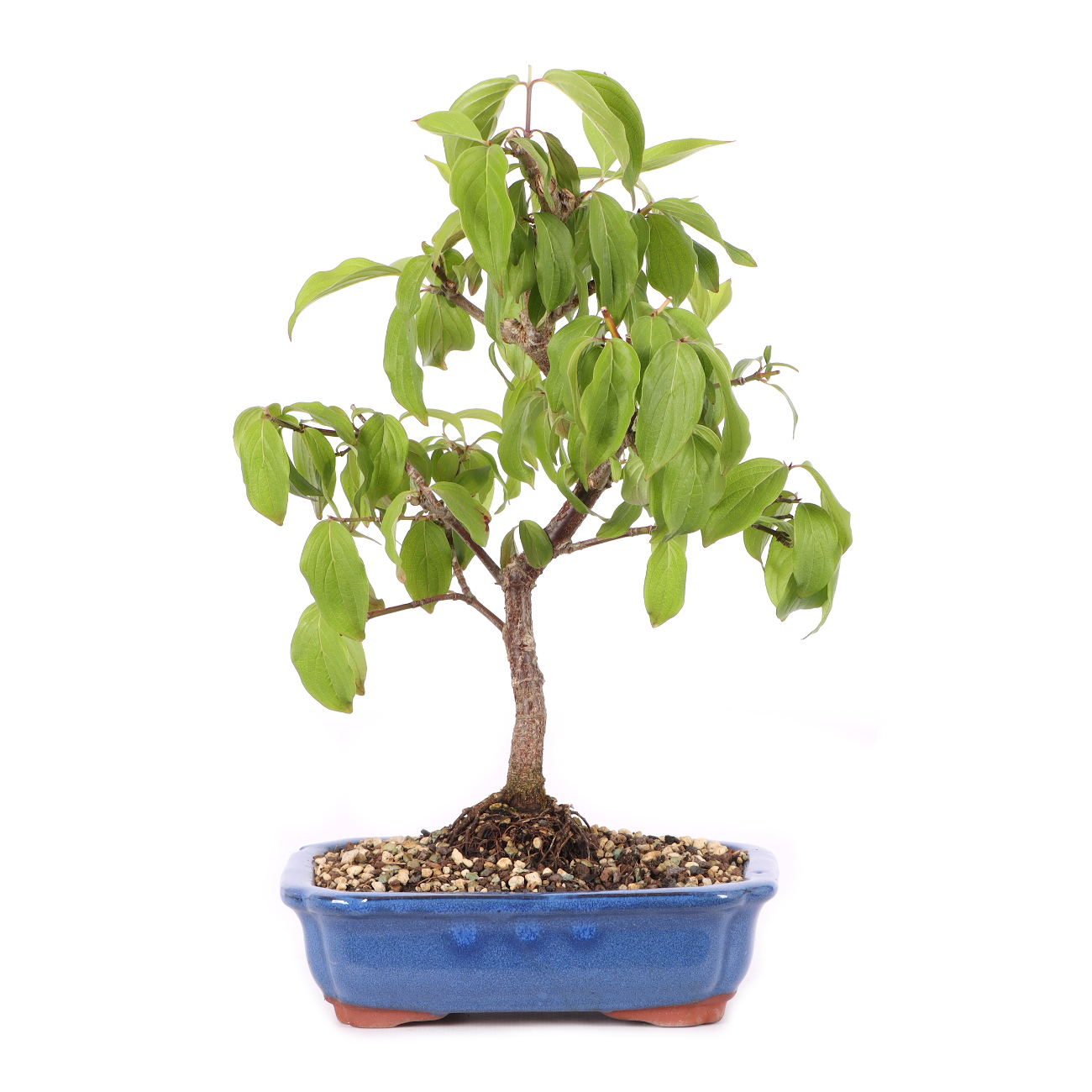 Cornus mas