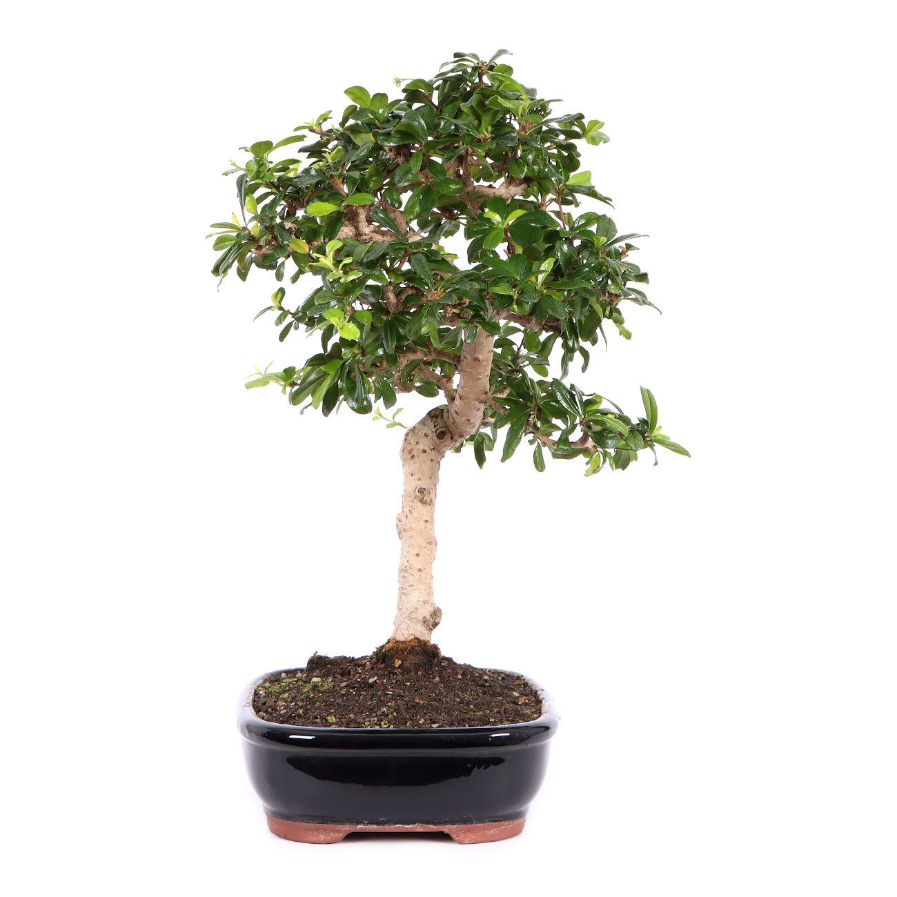 Seitenansicht rechts