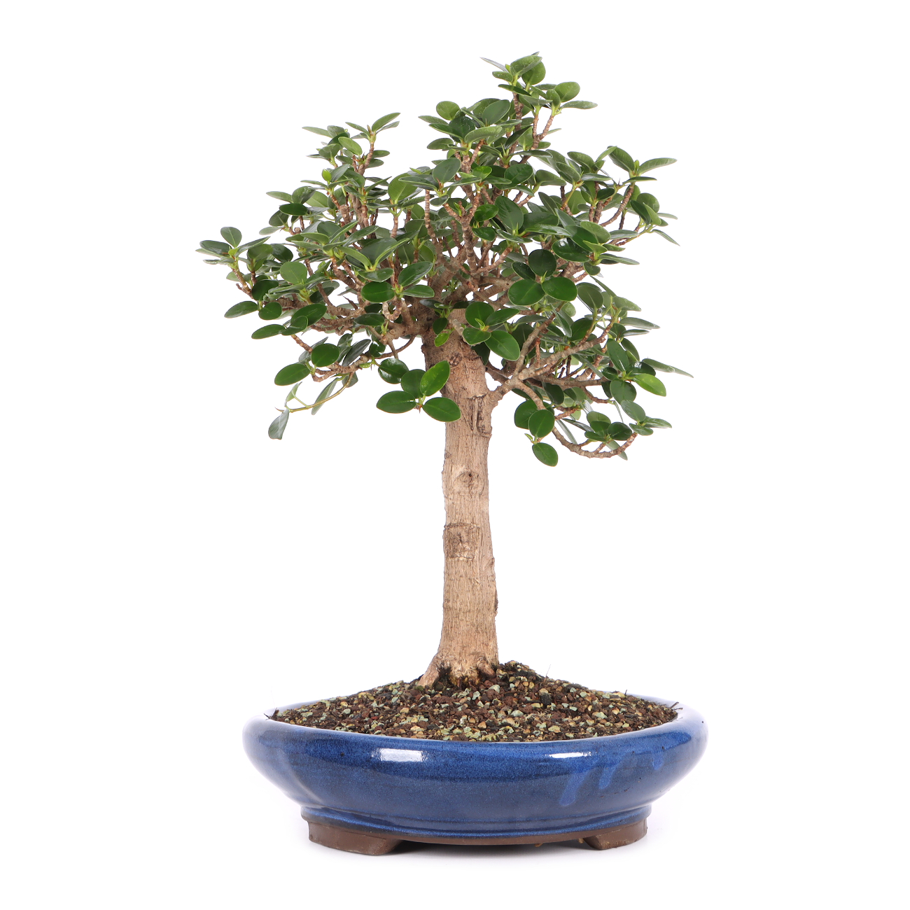 Ficus microcarpa 'Shiny'