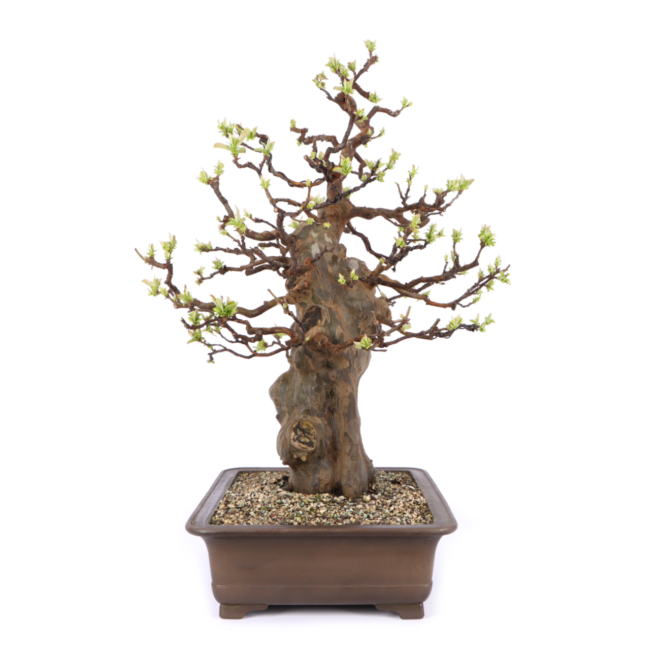 Seitenansicht rechts