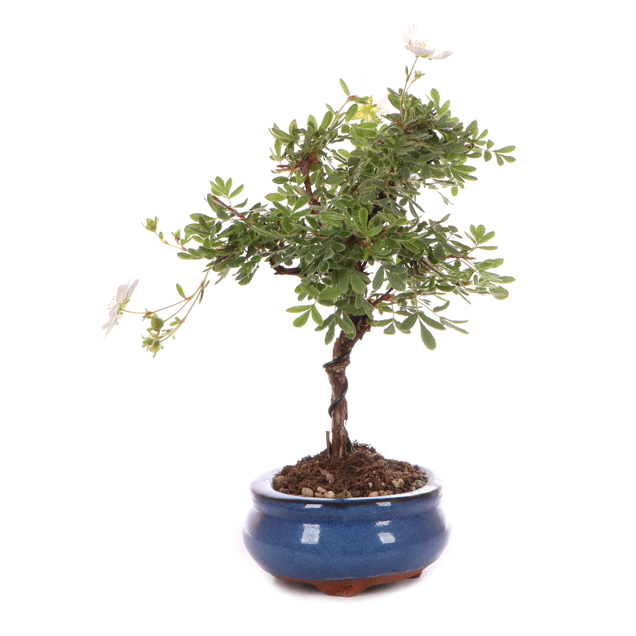 Seitenansicht rechts