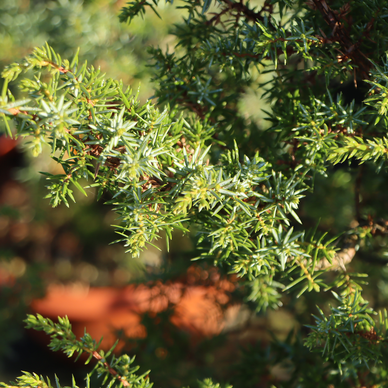 Juniperus communis 'Meyer'
