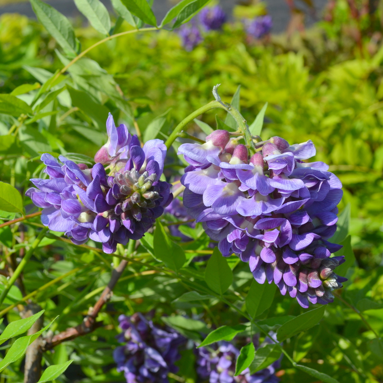Blüte