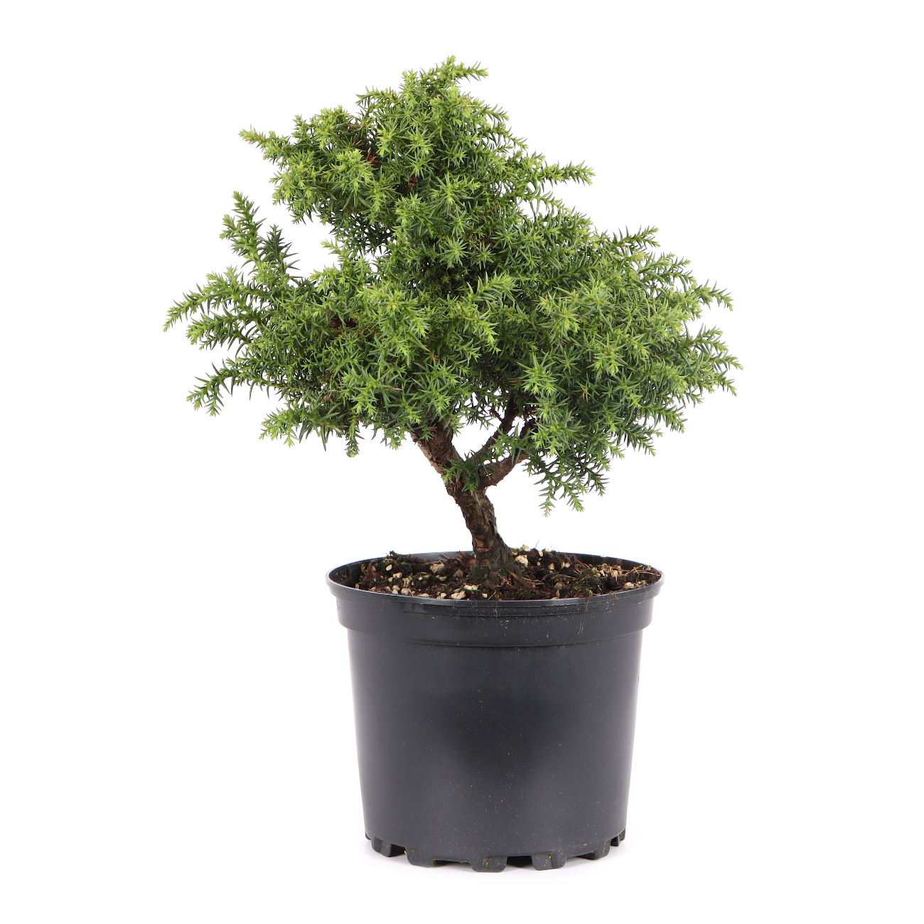 Cryptomeria japonica 'Yokohama'