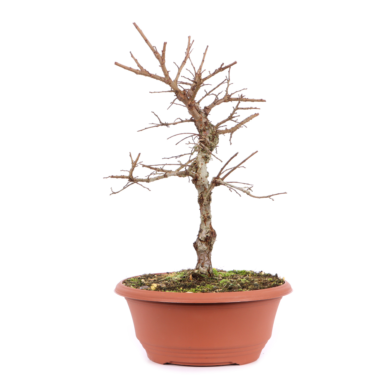 Seitenansicht rechts