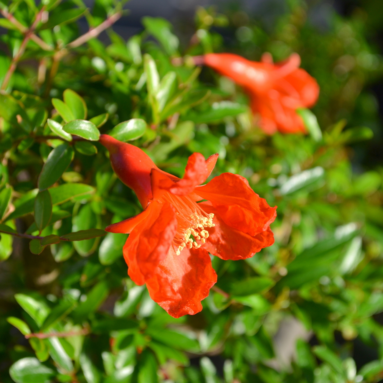Blüte