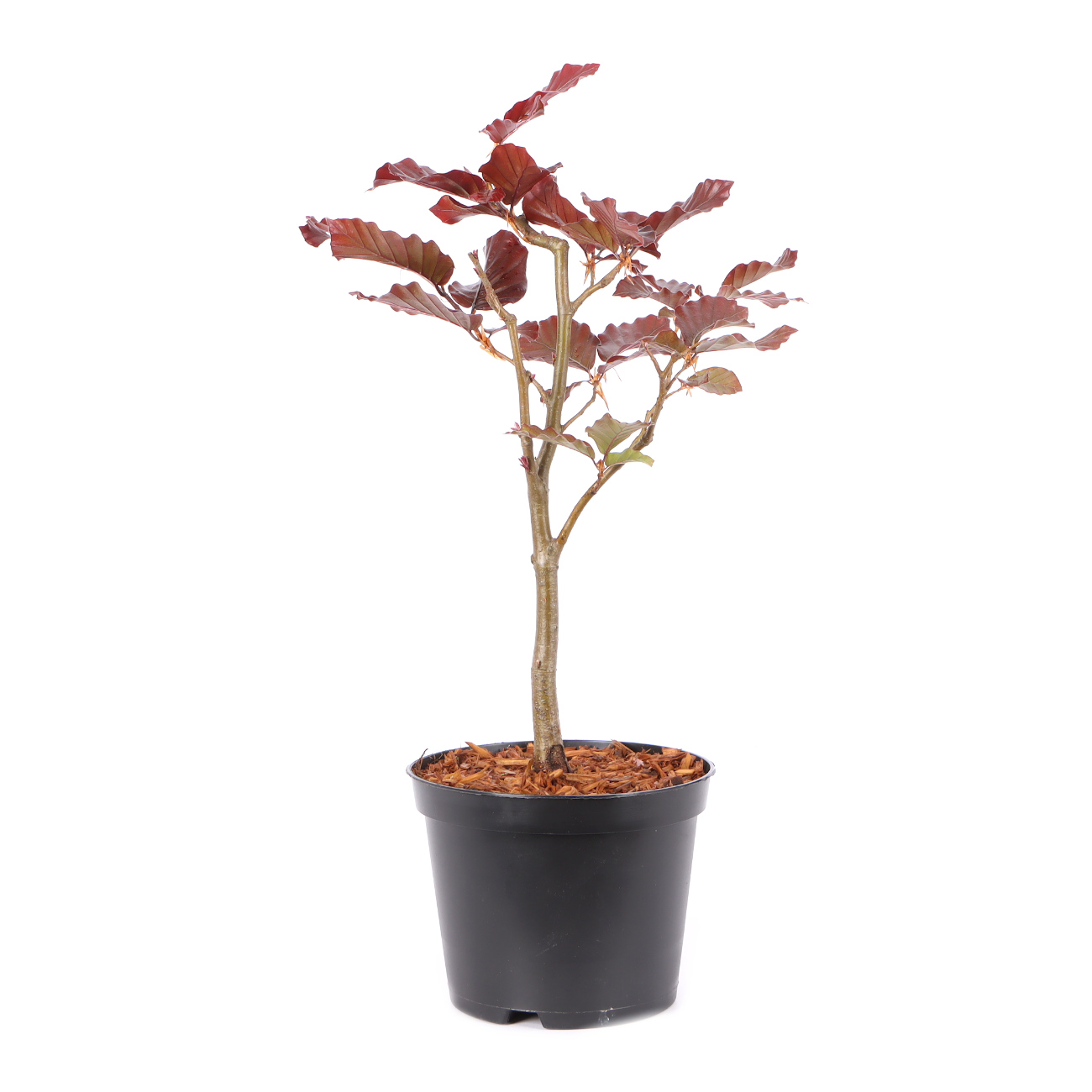 Fagus sylvatica f. purpurea
