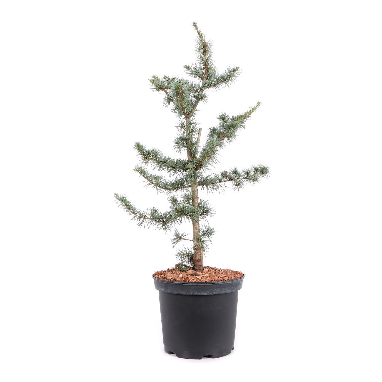 Cedrus atlantica 'Glauca'