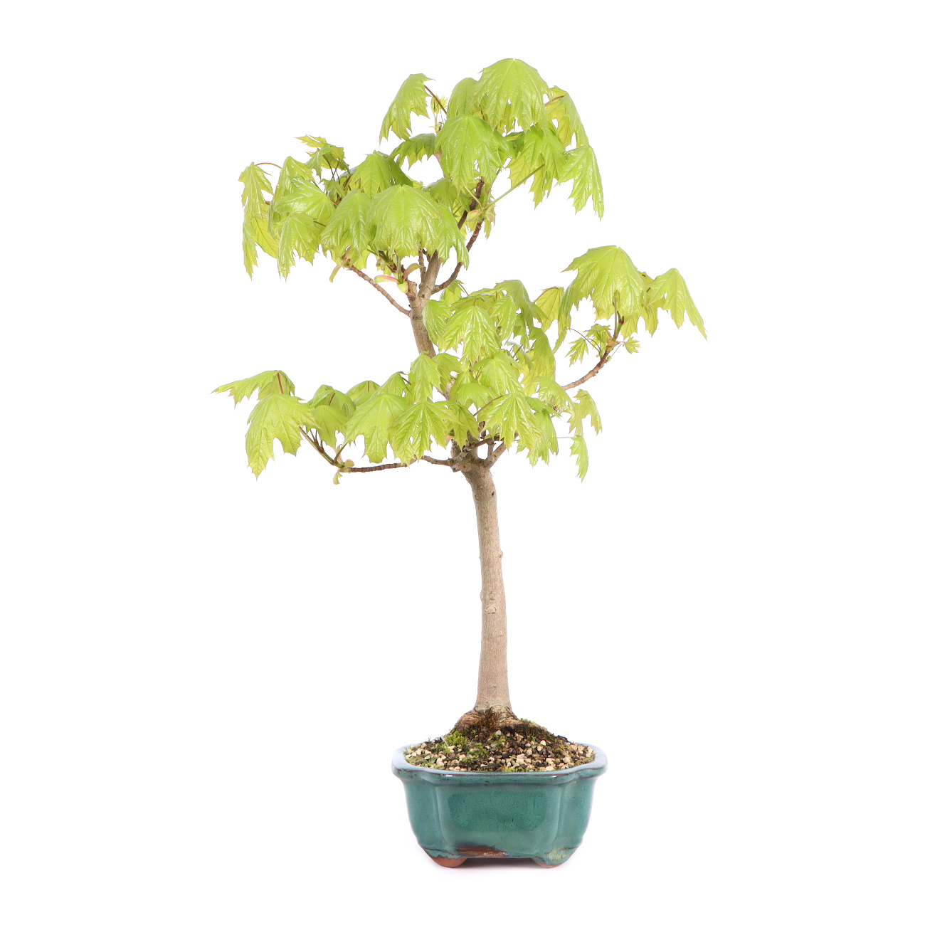 Seitenansicht rechts