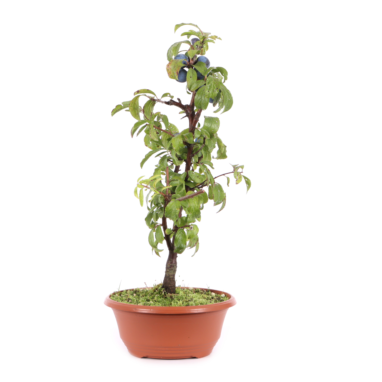 Prunus spinosa