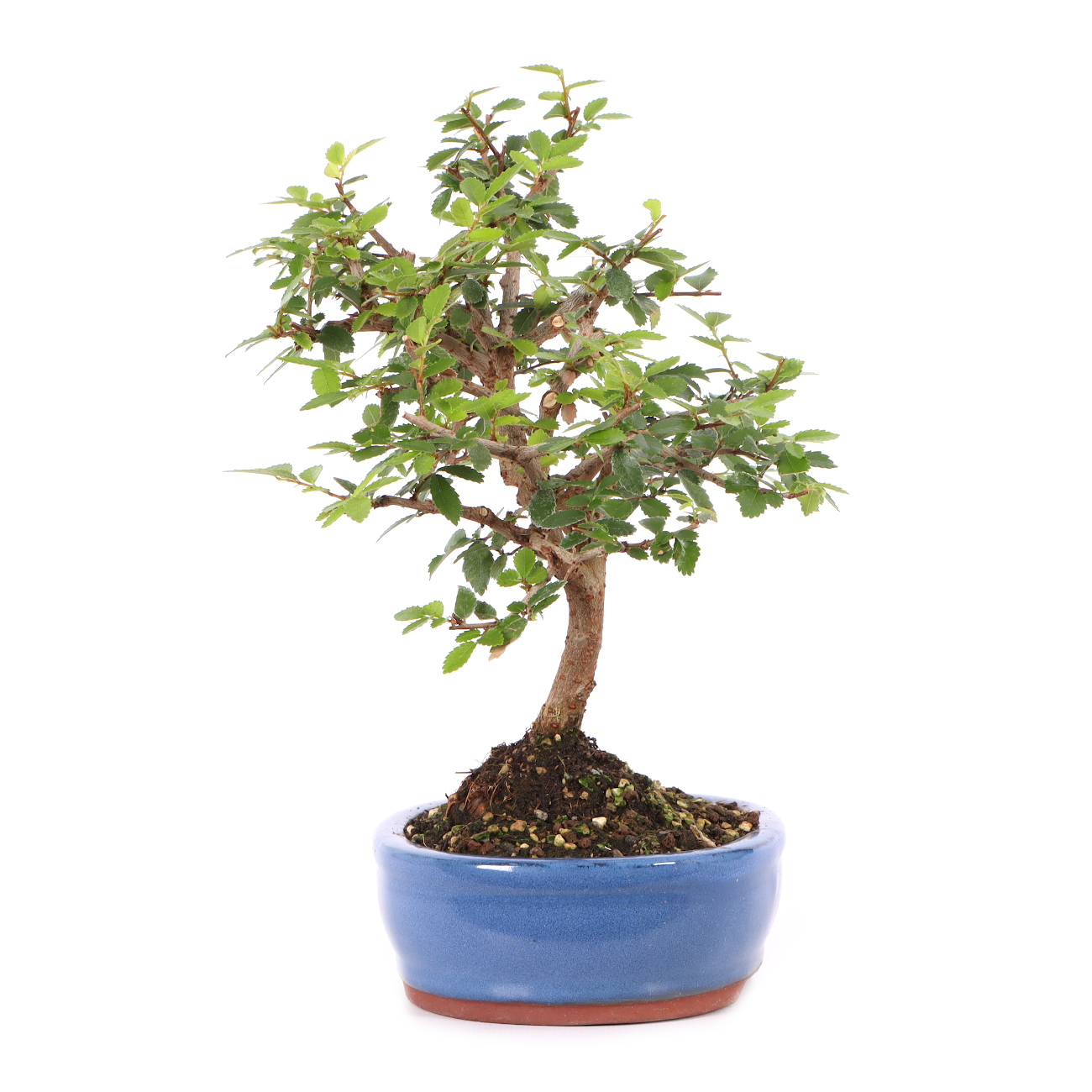Ulmus parvifolia