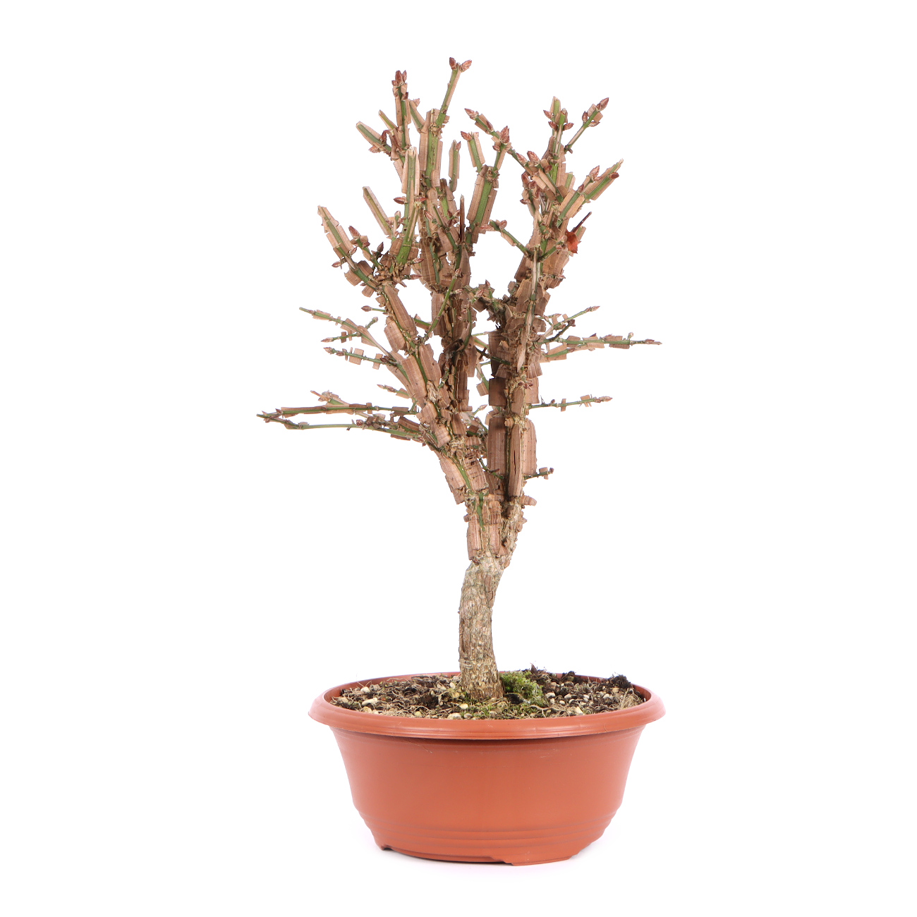 Seitenansicht rechts