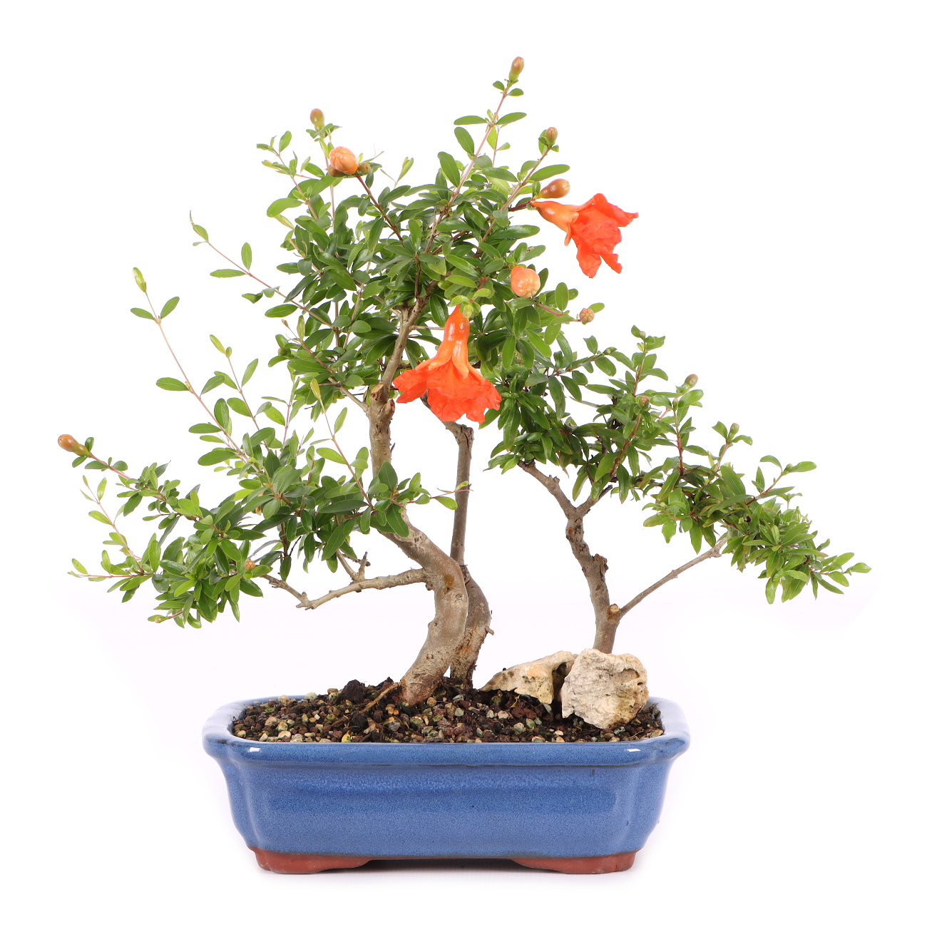 Punica granatum 'Nana'