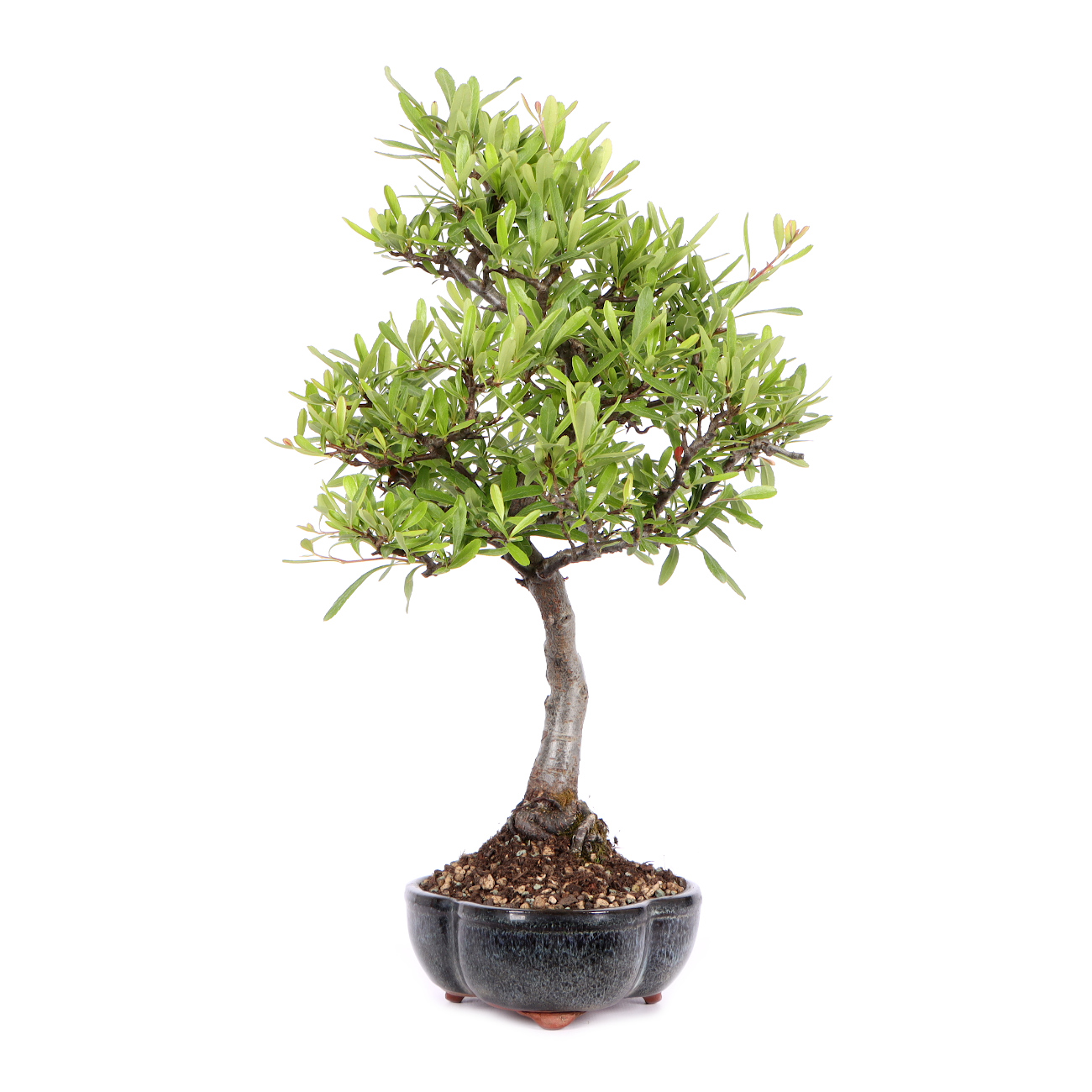 Seitenansicht rechts