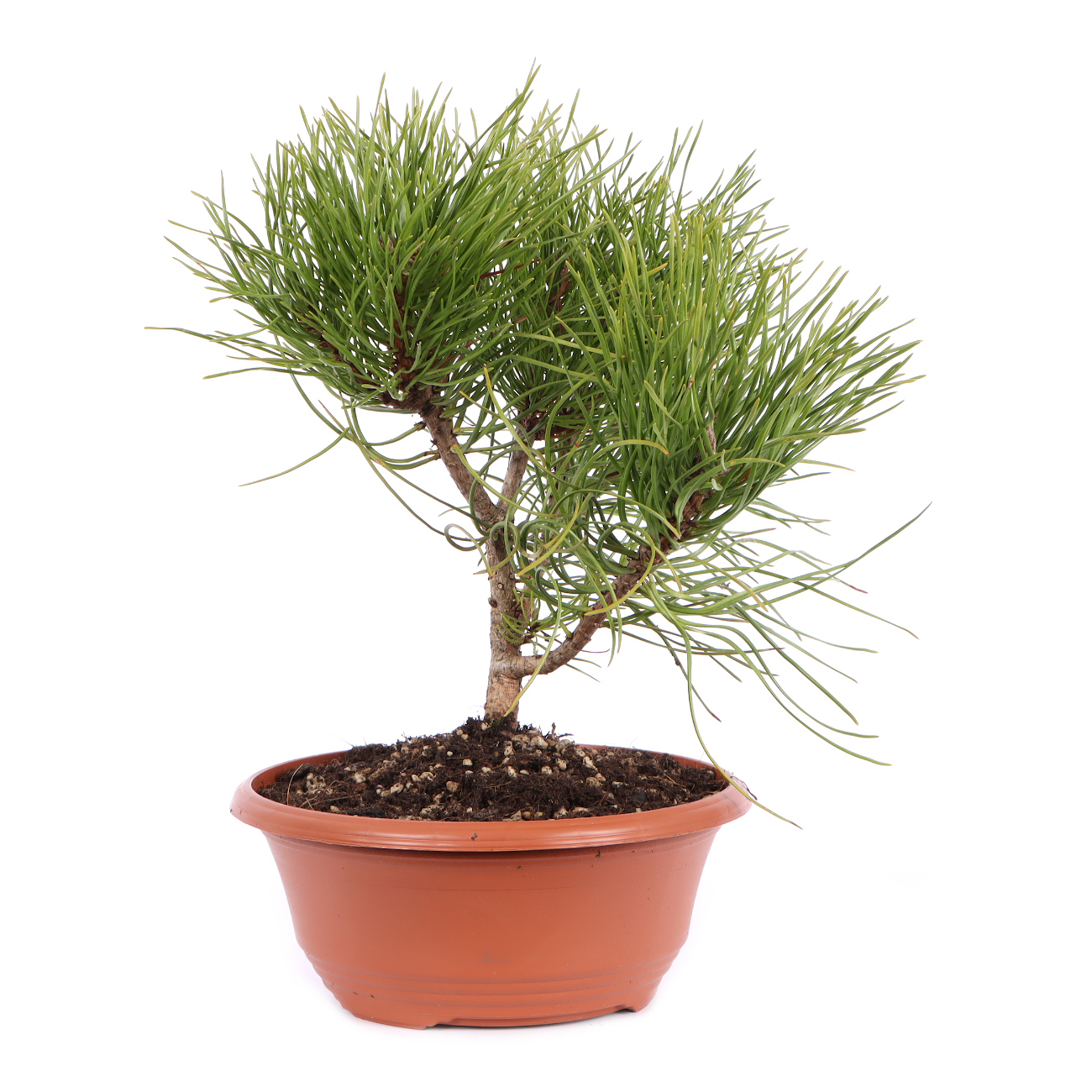 Seitenansicht rechts