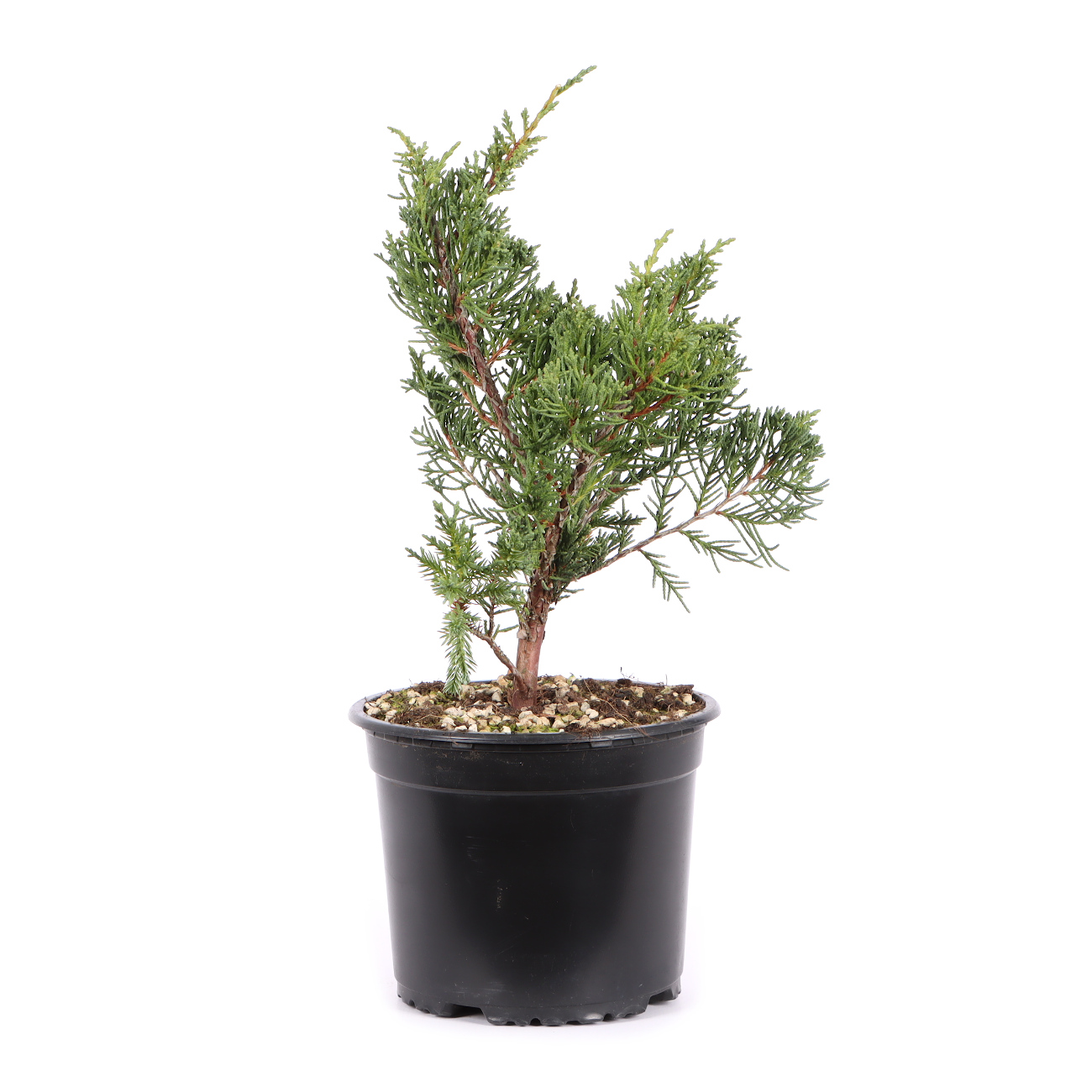 Seitenansicht rechts