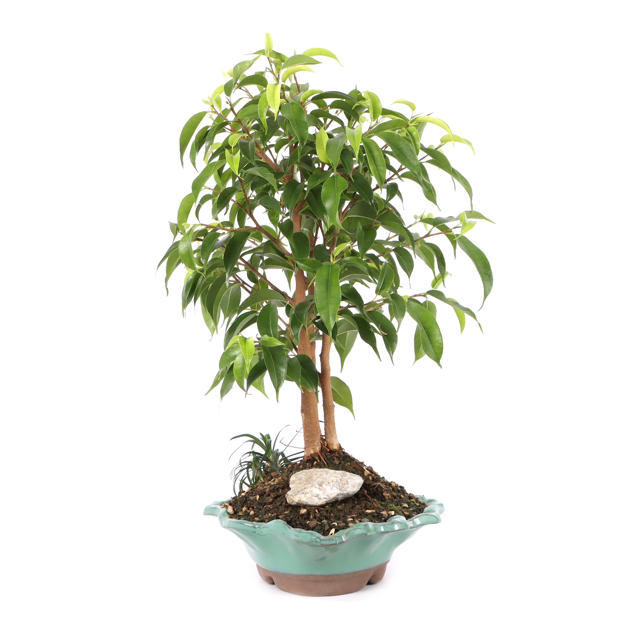 Ficus benjamina 'Natasja'
