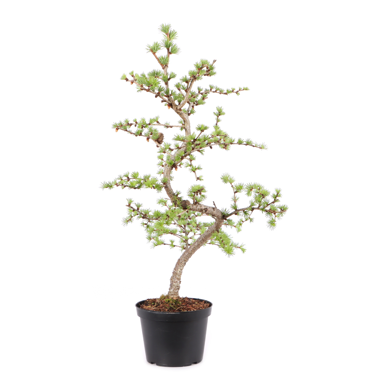Larix kaempferi