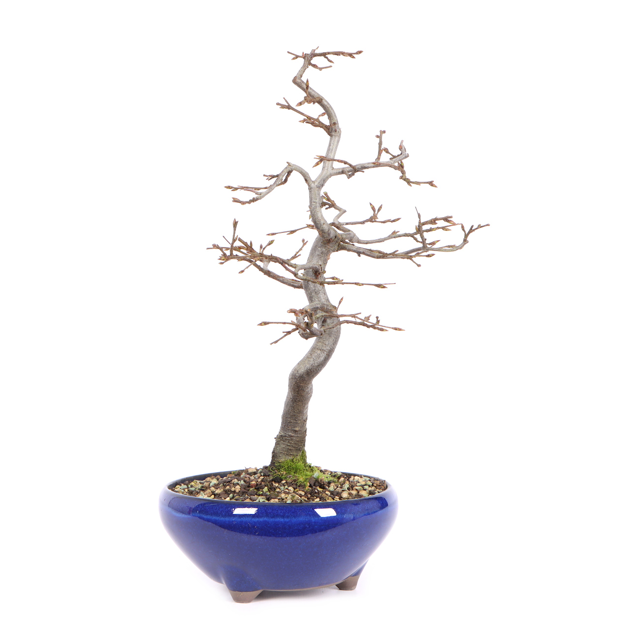 Seitenansicht rechts