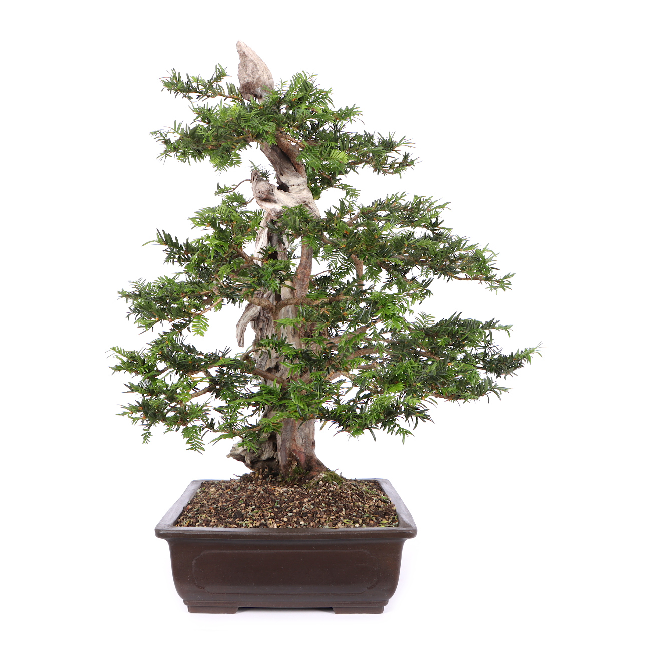 Seitenansicht rechts