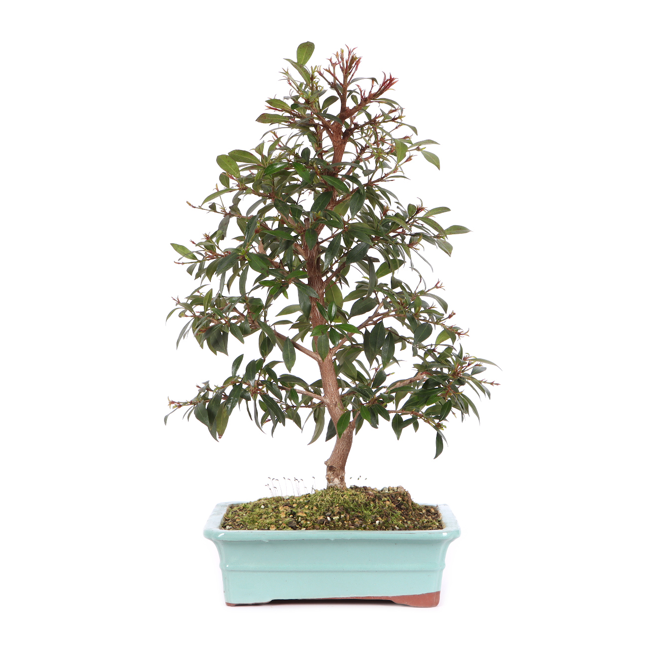 Syzygium paniculatum