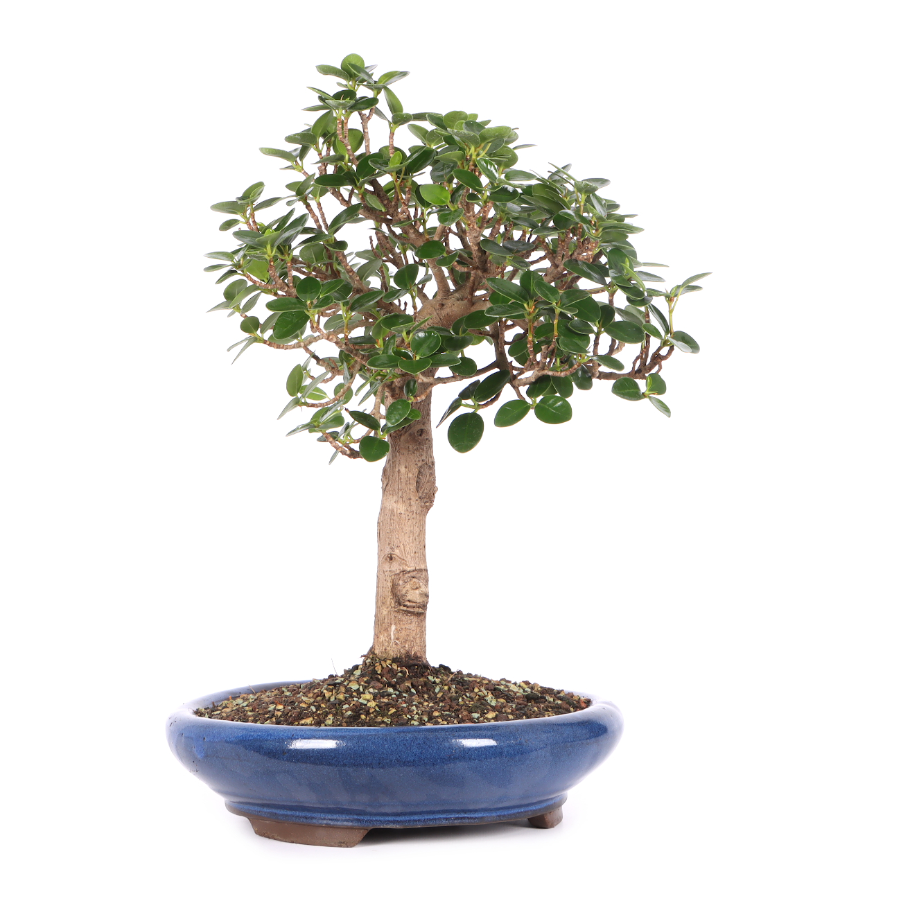 Ficus microcarpa 'Shiny'