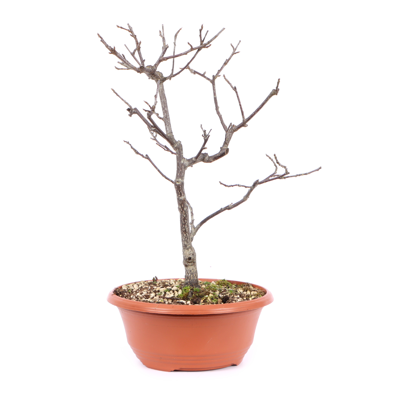 Seitenansicht rechts