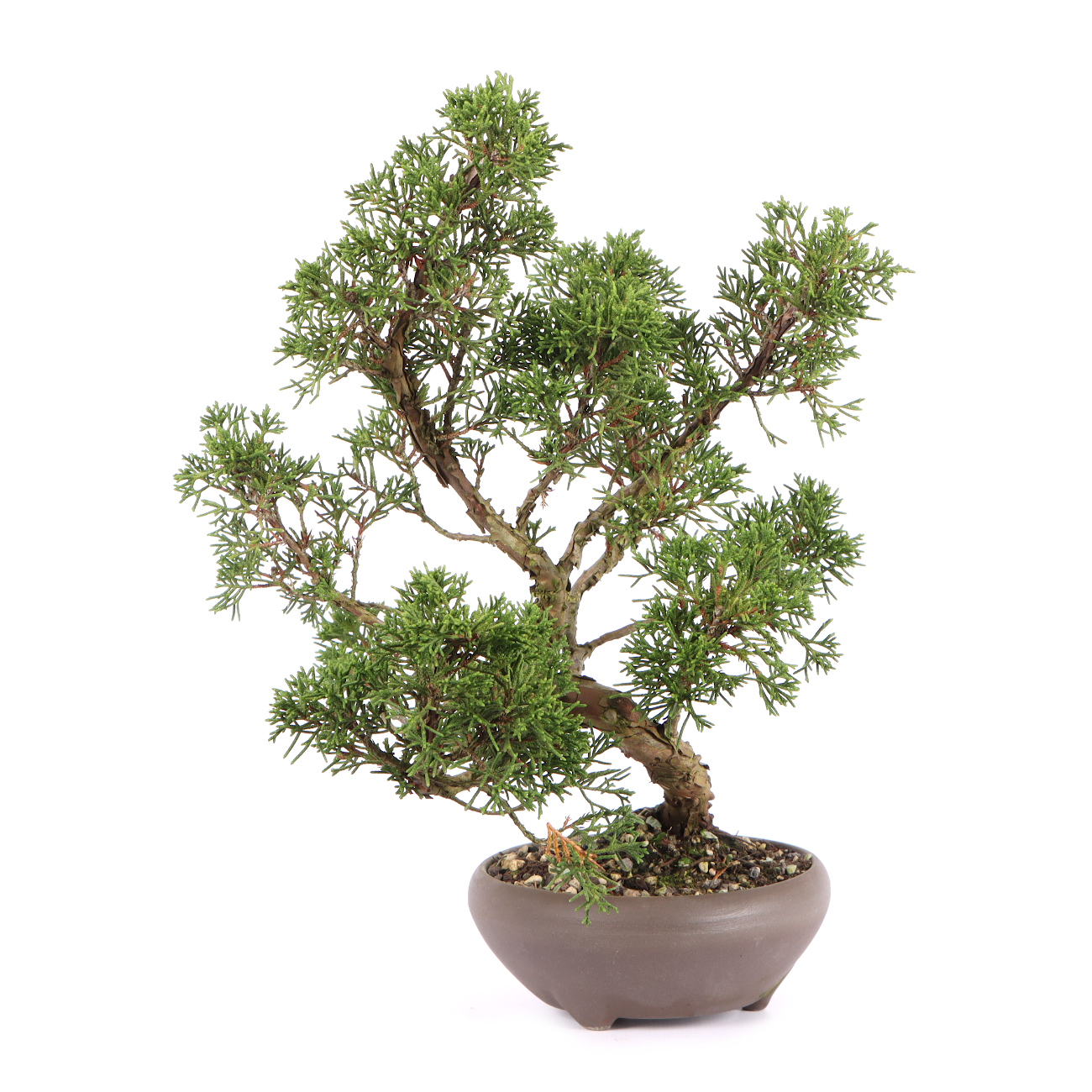 Seitenansicht rechts