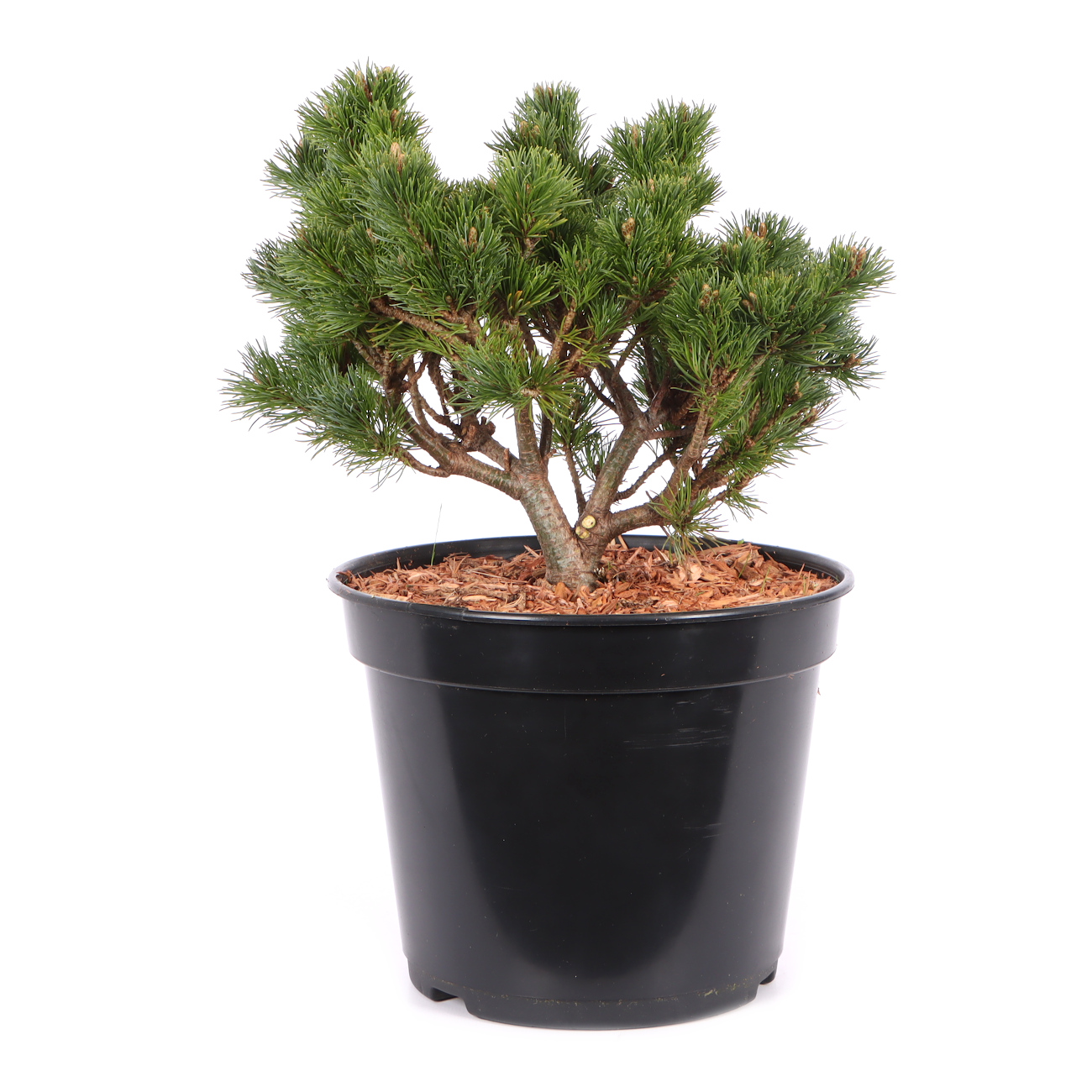 Pinus parviflora 'Kusu Dama'