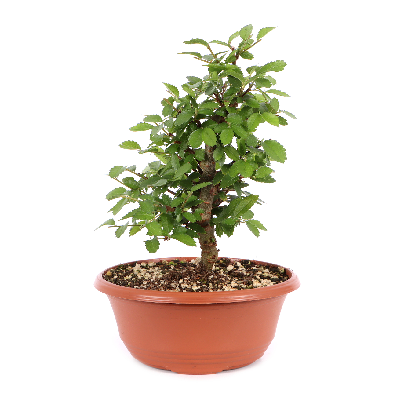 Ulmus japonica