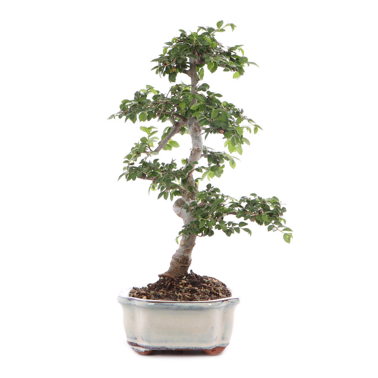 Ulmus parvifolia