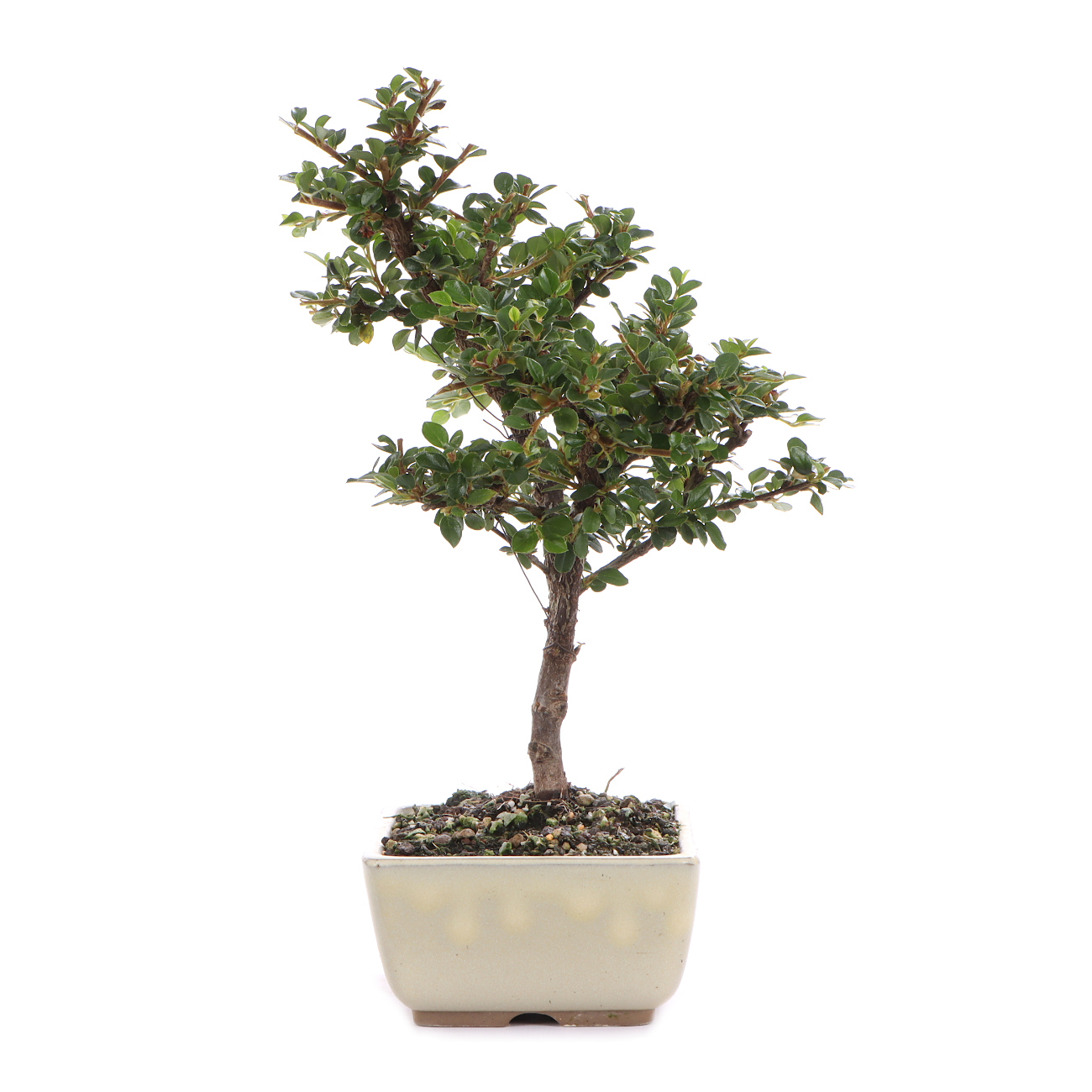 Seitenansicht rechts