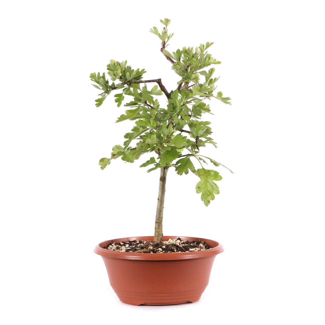 Crataegus monogyna