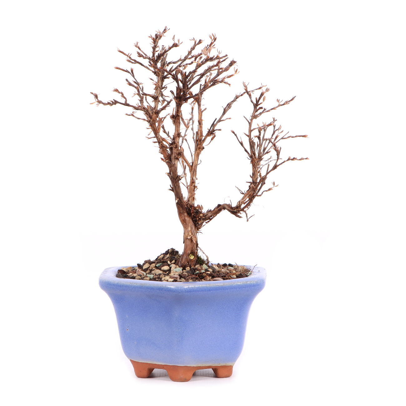 Seitenansicht rechts