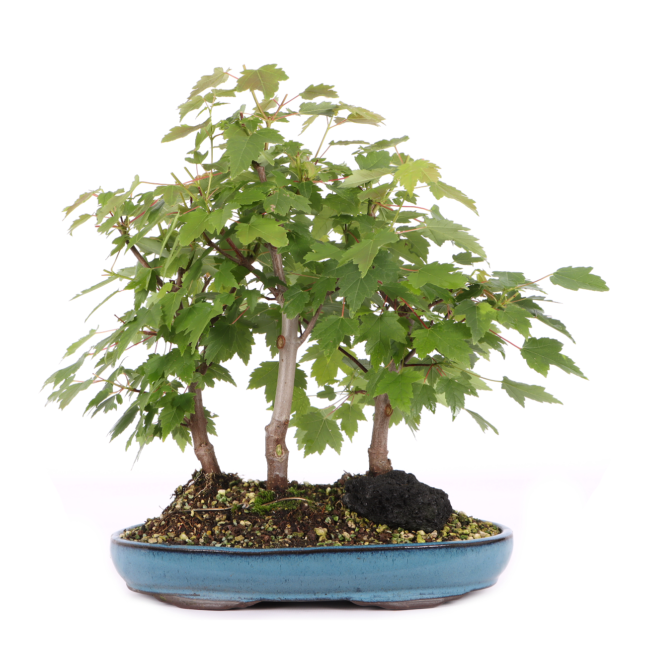 Acer rubrum 'October Glory'
