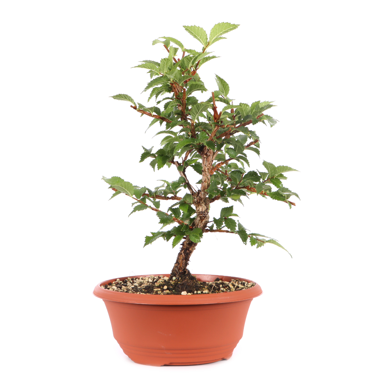 Ulmus minor var.