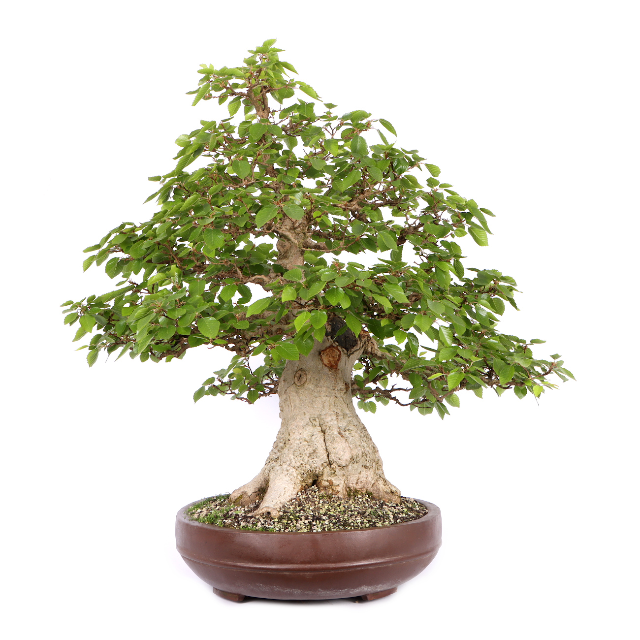 Seitenansicht rechts