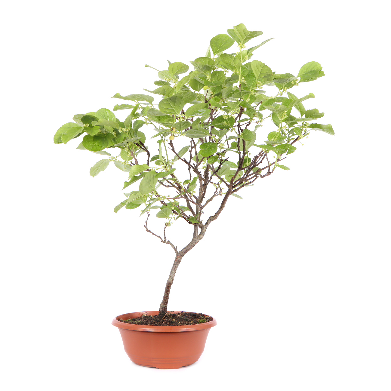 Seitenansicht rechts