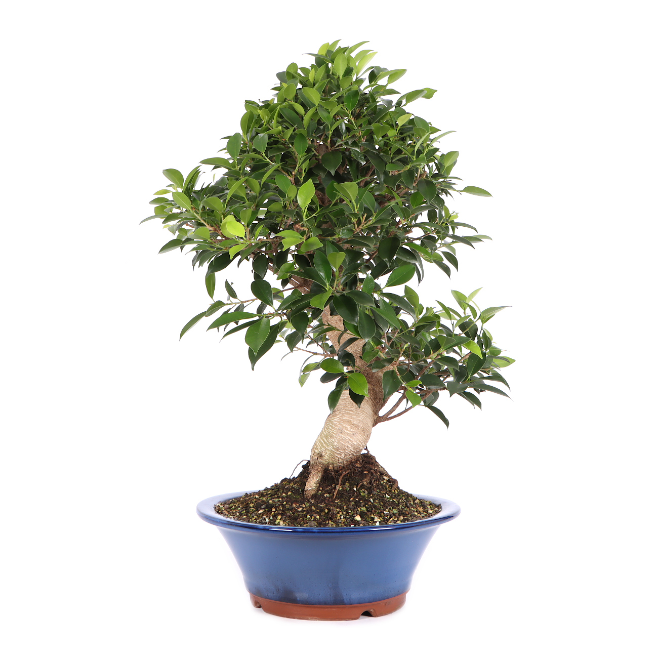 Seitenansicht rechts