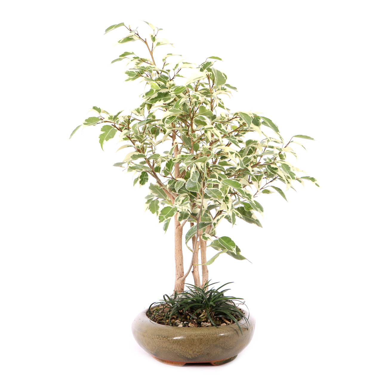 Ficus benjamina 'Starlight'