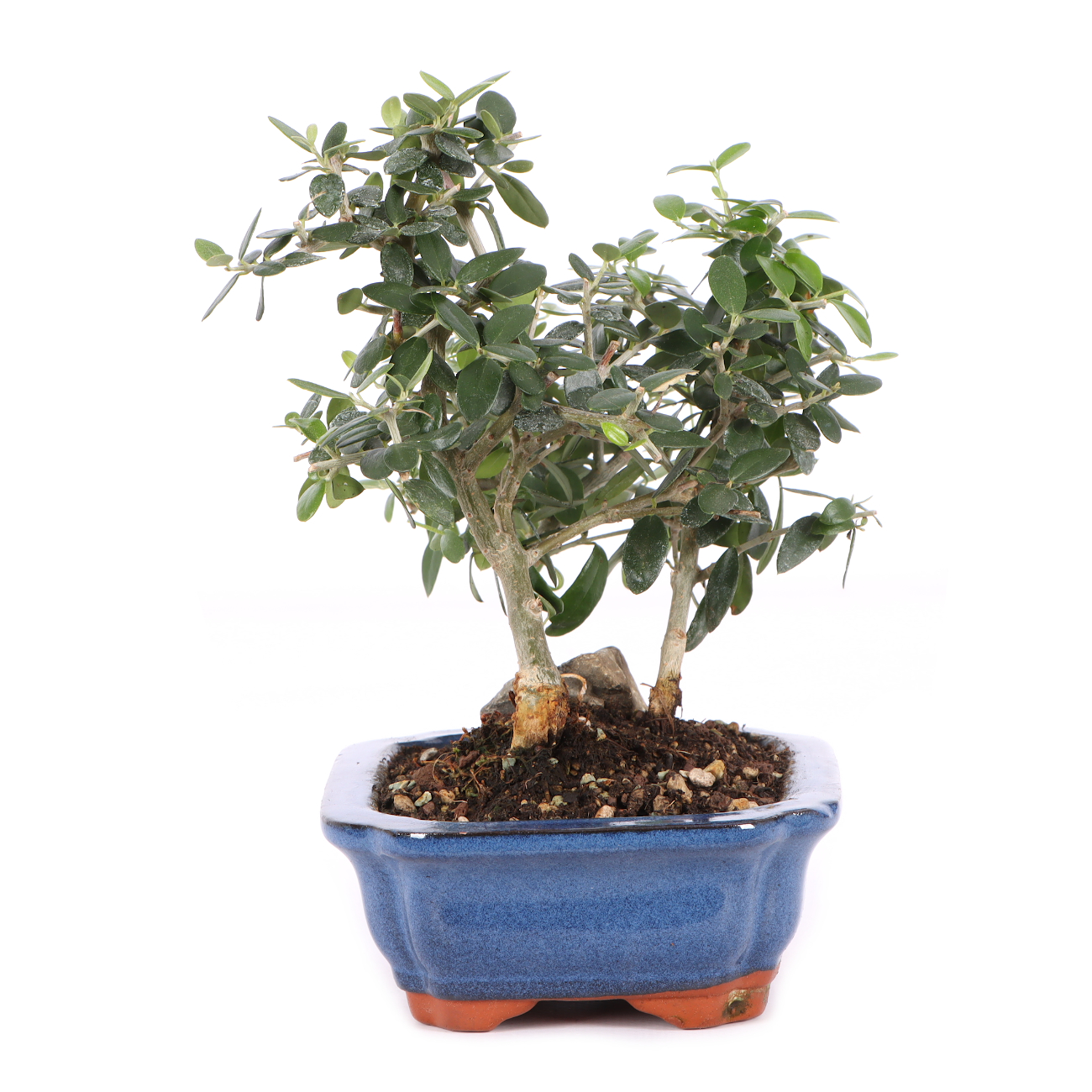 Olea europaea subsp. sylvestris
