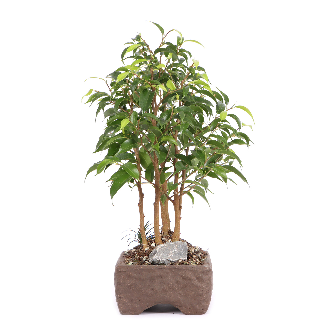 Seitenansicht rechts